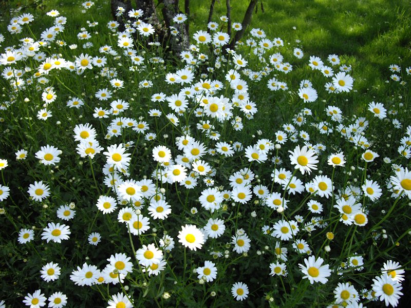Leucanthemum vulgare en fleurs dans une prairie maigre des Alpes